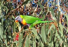 Trichoglossus moluccanus