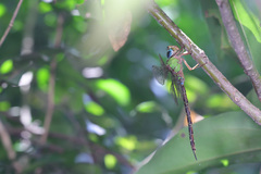 Gynacantha saltatrix