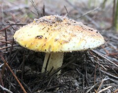Amanita xanthocephala