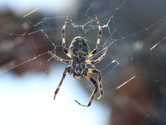 Larinioides sclopetarius