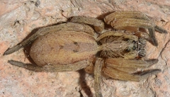 Hogna radiata