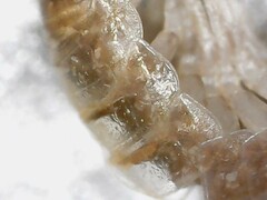 Trichoniscus pusillus