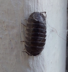 Armadillidium depressum