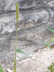 Setaria verticillata