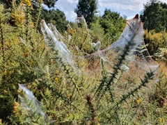 Tetranychus lintearius