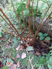 Dryopteris carthusiana