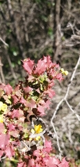 Berberis actinacantha