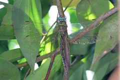 Gynacantha saltatrix