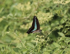 Graphium sarpedon
