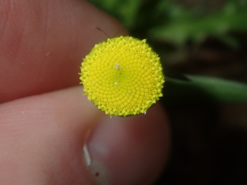 Image of Cotula bipinnata by (c) Thomas Mesaglio, some rights reserved (CC BY)