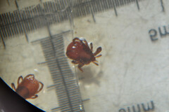 Ixodes