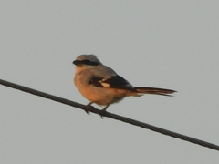 Lanius excubitor