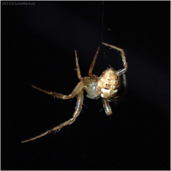 Araneus pegnia
