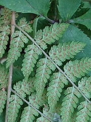 Dryopteris carthusiana
