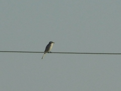Lanius excubitor