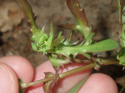 Image of Cotula bipinnata by (c) Thomas Mesaglio, some rights reserved (CC BY)