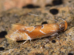 Epicallima formosella