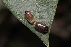 Scirtidae