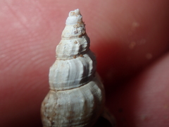 Plotiopsis balonnensis