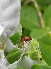 Galerucinae