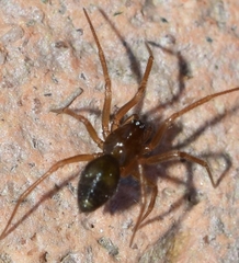 Linyphiidae