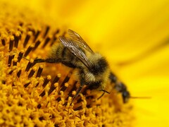 Bombus veteranus