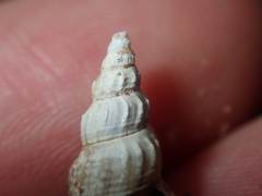 Plotiopsis balonnensis