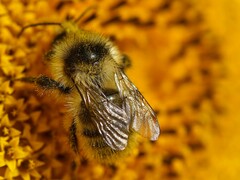 Bombus veteranus