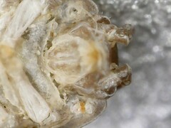 Trichoniscus pusillus