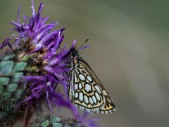 Heteropterus morpheus