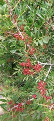 Pistacia lentiscus