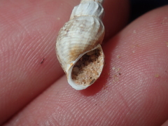 Plotiopsis balonnensis