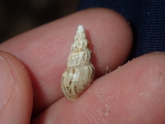 Plotiopsis balonnensis