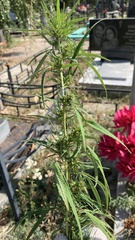 Cannabis sativa
