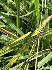 Mecostethus parapleurus