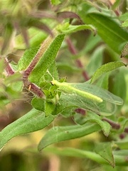 Chrysopa oculata