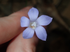 Wahlenbergia queenslandica