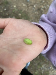 Apoda limacodes