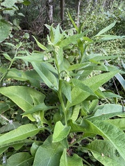 Symphytum