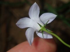 Wahlenbergia queenslandica