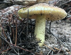 Amanita xanthocephala