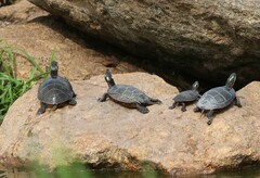 Chrysemys picta picta