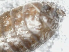 Trichoniscus pusillus