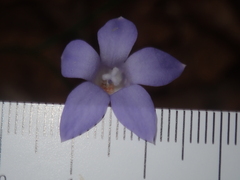 Wahlenbergia queenslandica