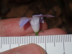 Wahlenbergia queenslandica