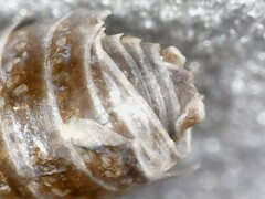 Trichoniscus pusillus