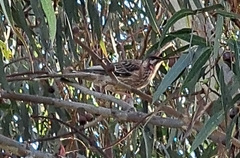 Anthochaera carunculata