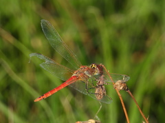 Sympetrum fonscolombii