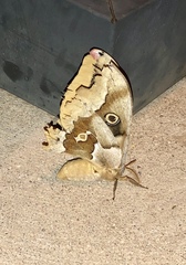 Antheraea oculea