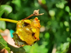 Andricus quercuscalicis